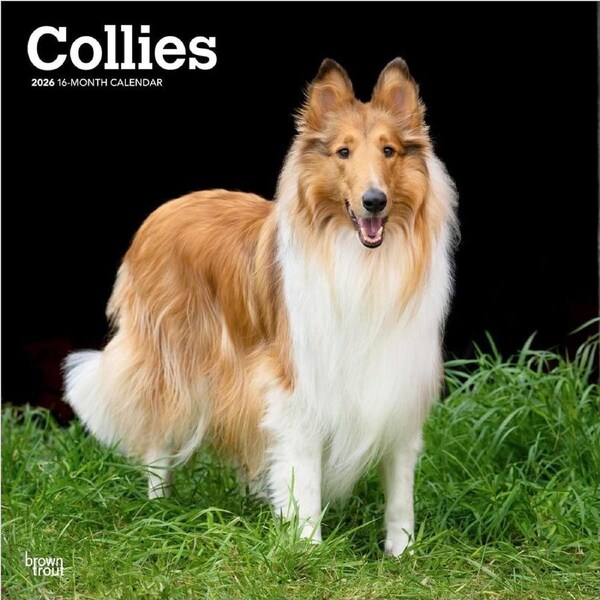 2026 Calendar Collies 16-Month Square Wall, BrownTrout BT02985