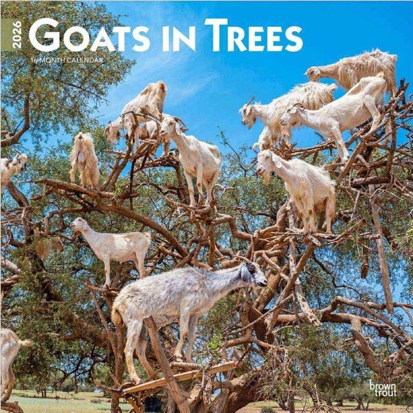 2026 Calendar Goats In Trees 16-Month Square Wall, BrownTrout BT03449