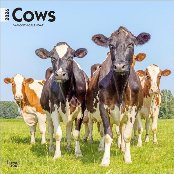 2026 Calendar Cows 16-Month Square Wall, BrownTrout BT03067