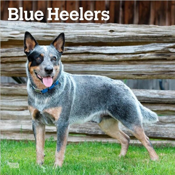 2026 Calendar Blue Heelers 16-Month Square Wall, BrownTrout BT02527