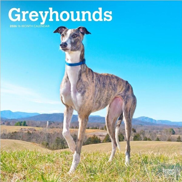 2026 Calendar Greyhounds 16-Month Square Wall, BrownTrout BT03555