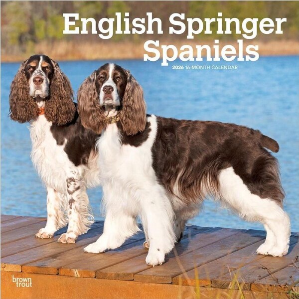 2026 Calendar English Springer Spaniels 16-Month Square Wall, BrownTrout BT03227