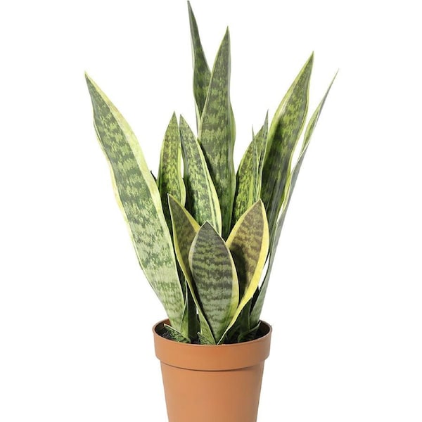 Willow & Silk 70cm Potted Artificial Mother-in-Law's Tongue Snake Plant
