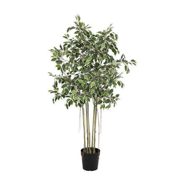 Willow & Silk 168cm Potted Artificial Variegated Ficus Tree