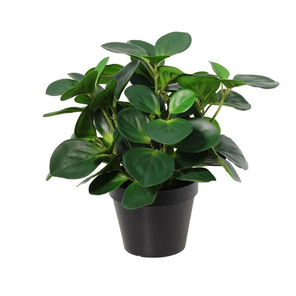 Willow & Silk 33cm Potted Artificial Serenity Peperomia