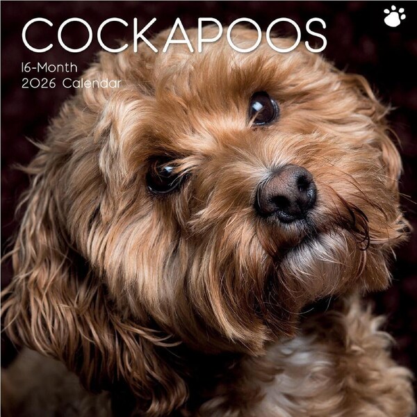 2026 Calendar Cockapoos 16-Month Square Wall, The Gifted Stationery GSC26550