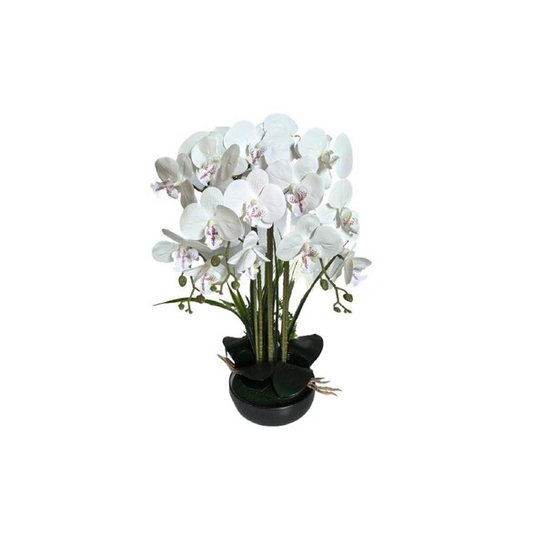 Orchid Pot Flower Arrangement