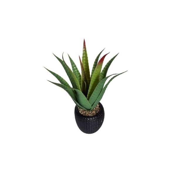 Aloe With Pot