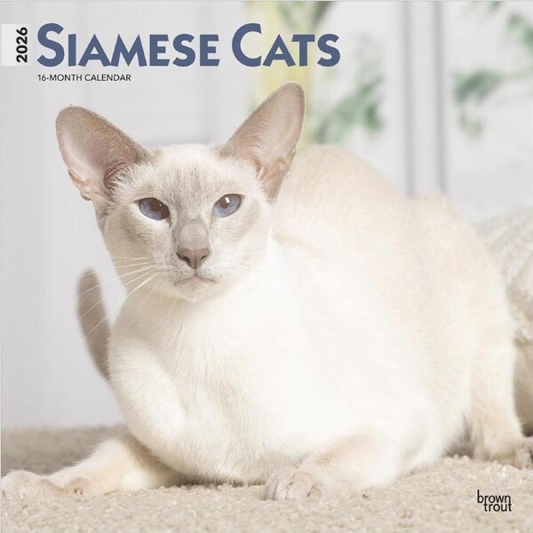 2026 Calendar Siamese Cats 16-Month Square Wall, BrownTrout BT05573