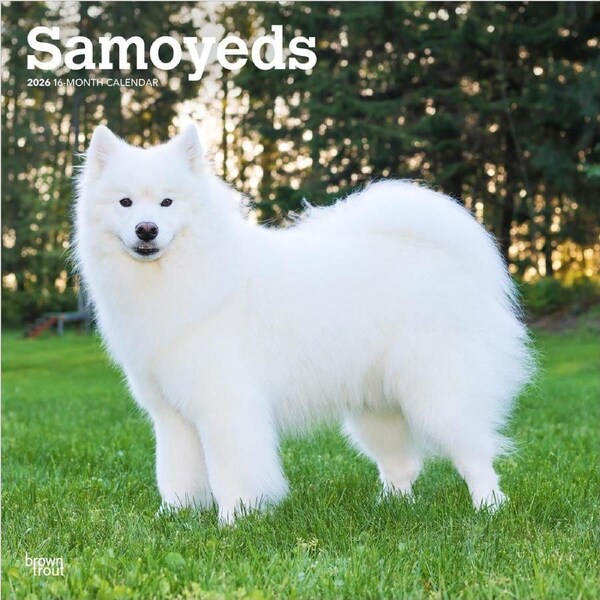 2026 Calendar Samoyeds 16-Month Square Wall, BrownTrout BT05412