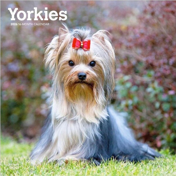 2026 Calendar Yorkies 16-Month Square Wall, BrownTrout BT06464