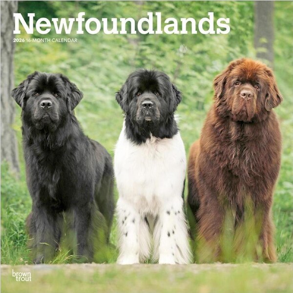 2026 Calendar Newfoundlands 16-Month Square Wall, BrownTrout BT04903