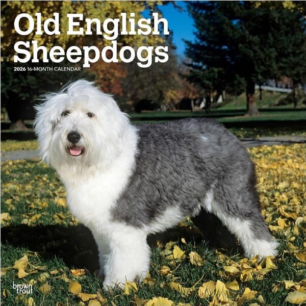 2026 Calendar Old English Sheepdogs 16-Month Square Wall, BrownTrout BT04989