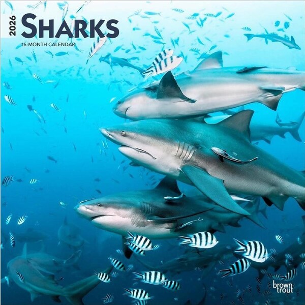 2026 Calendar Sharks 16-Month Square Wall, BrownTrout BT05504