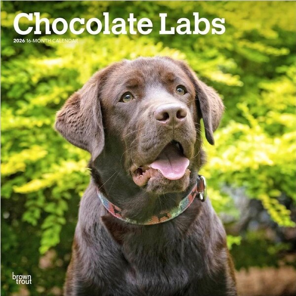 2026 Calendar Chocolate Labs 16-Month Square Wall, BrownTrout BT04255