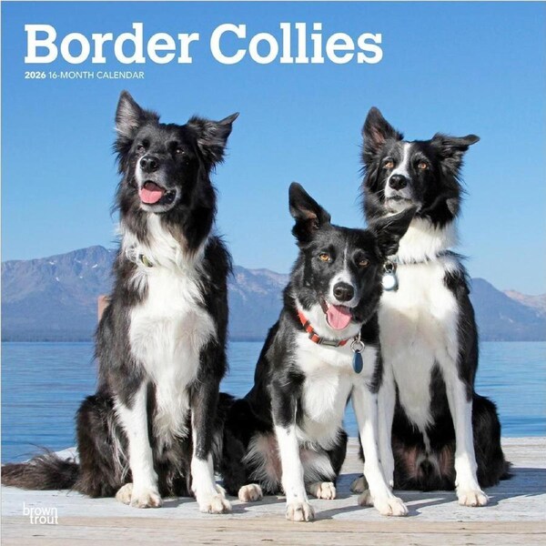 2026 Calendar Border Collies 16-Month Square Wall, BrownTrout BT02565