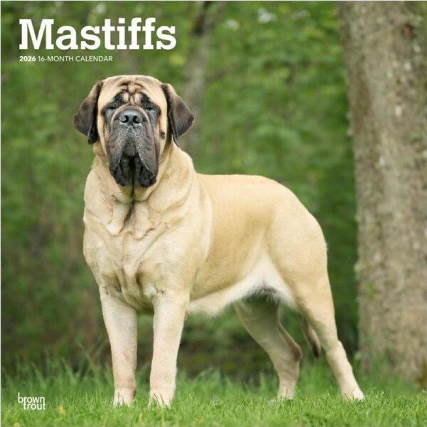 2026 Calendar Mastiffs 16-Month Square Wall, BrownTrout BT04538