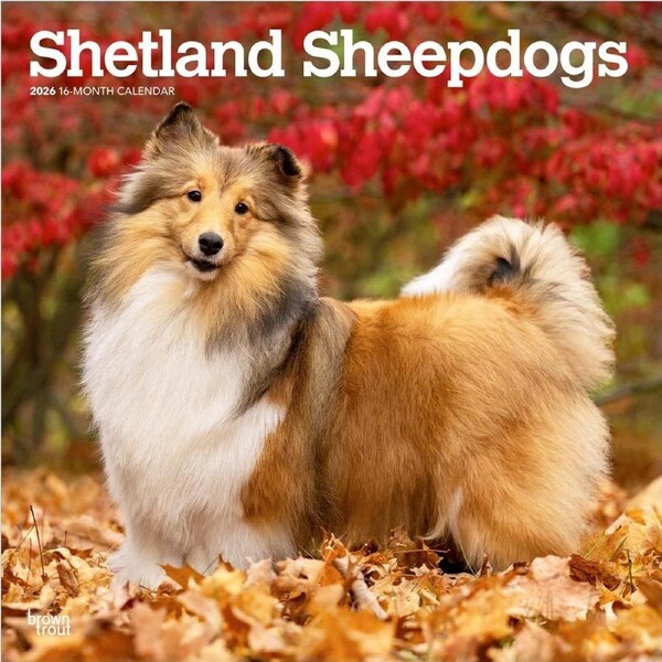 2026 Calendar Shetland Sheepdogs 16-Month Square Wall, BrownTrout BT05511