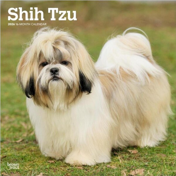 2026 Calendar Shih Tzu 16-Month Square Wall, BrownTrout BT05535