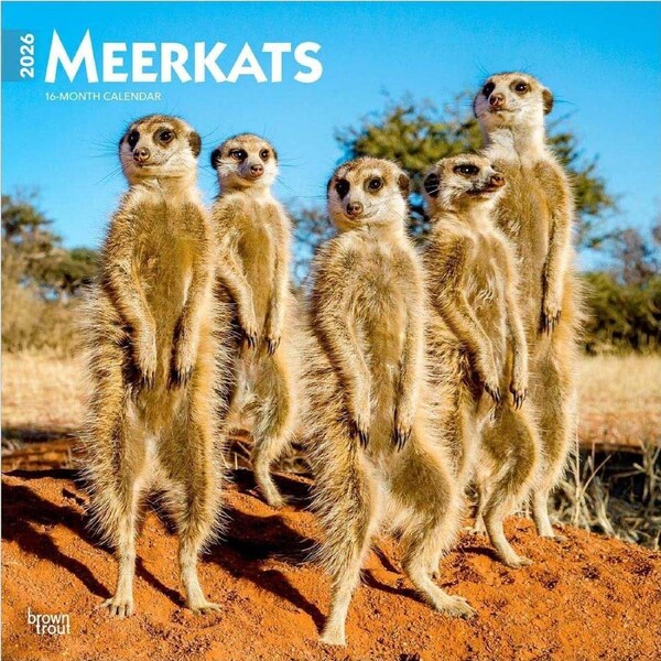 2026 Calendar Meerkats 16-Month Square Wall, BrownTrout BT04545