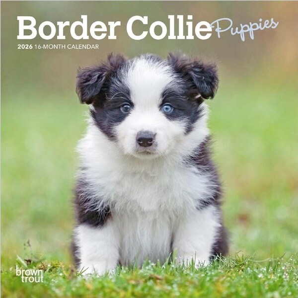 2026 Calendar Border Collie Puppies 16-Month Mini Wall, BrownTrout BT02534