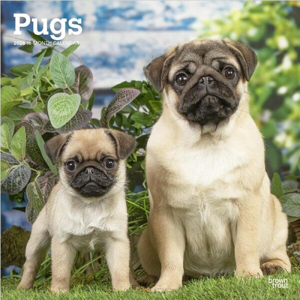 2026 Calendar Pugs 16-Month Square Wall, BrownTrout BT05238