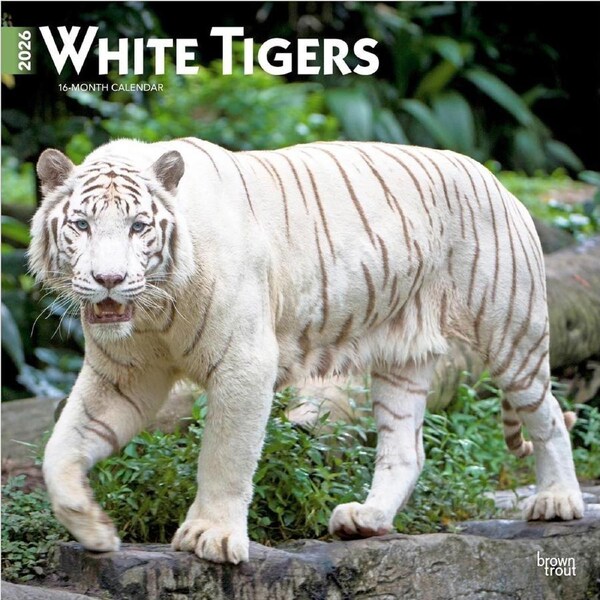 2026 Calendar White Tigers 16-Month Square Wall, BrownTrout BT06341