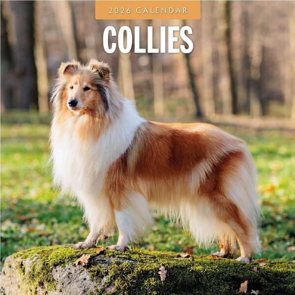 2026 Calendar Collies 16-Month Square Wall, Red Robin RR261099