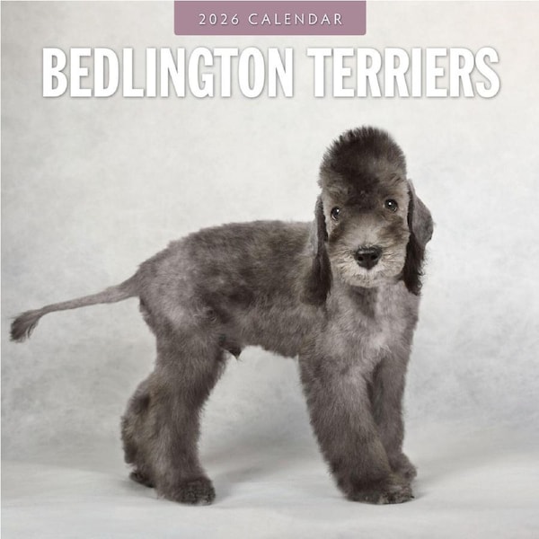 2026 Calendar Bedlington Terriers 16-Month Square Wall, Red Robin RR261074