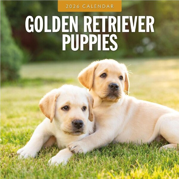 2026 Calendar Golden Retriever Puppies 16-Month Square Wall, Red Robin RR261115