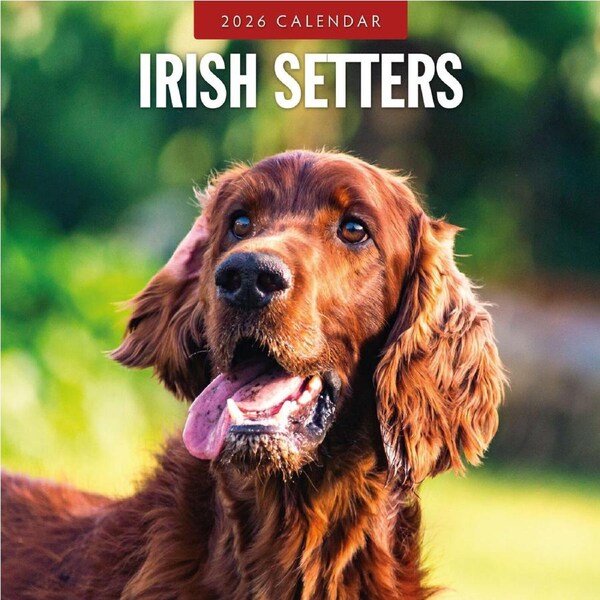 2026 Calendar Irish Setters 16-Month Square Wall, Red Robin RR261122