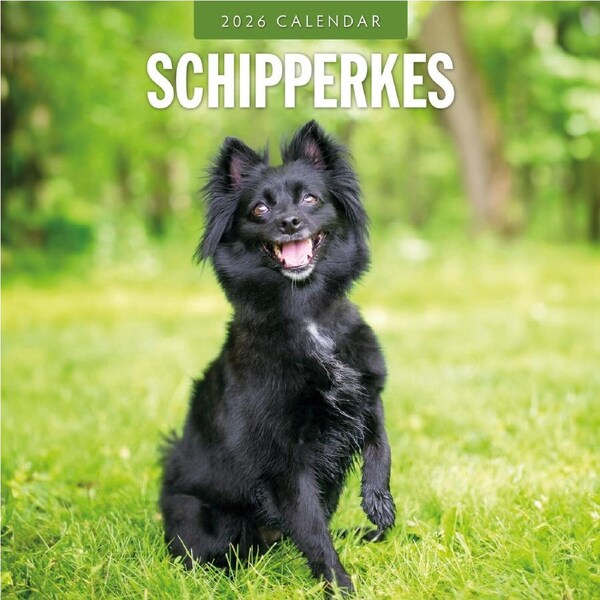 2026 Calendar Schipperkes 16-Month Square Wall, Red Robin RR261151