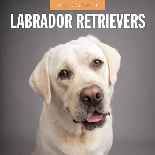 2026 Calendar Labrador Retrievers 16-Month Square Wall, Red Robin RR261127