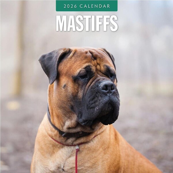 2026 Calendar Mastiffs 16-Month Square Wall, Red Robin RR261132