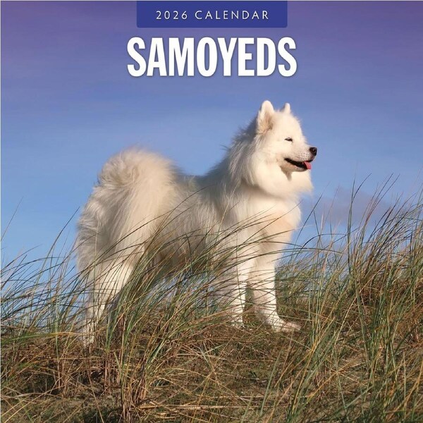2026 Calendar Samoyeds 16-Month Square Wall, Red Robin RR261150