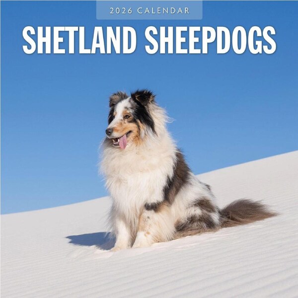 2026 Calendar Shetland Sheepdogs 16-Month Square Wall, Red Robin RR261155