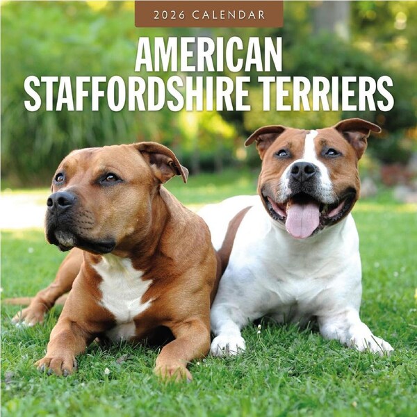 2026 Calendar American Staffordshire Terriers 16-Month Square Wall, Red Robin RR261068