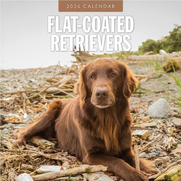 2026 Calendar Flat-coated Retrievers 16-Month Square Wall, Red Robin RR261109
