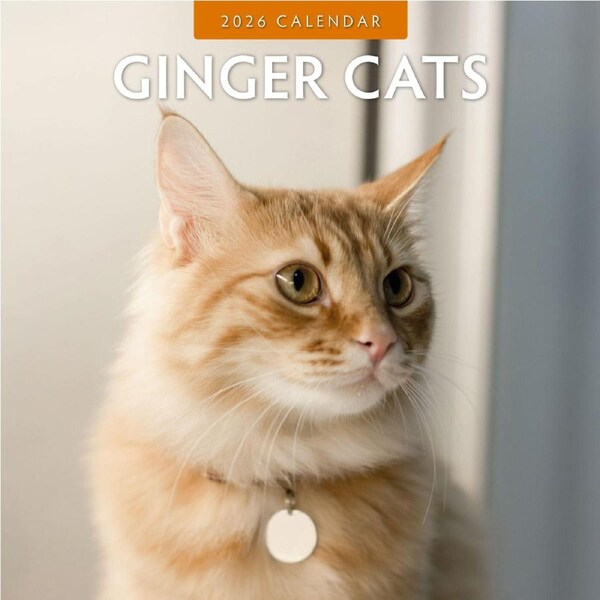 2026 Calendar Ginger Cats 16-Month Square Wall, Red Robin RR261032