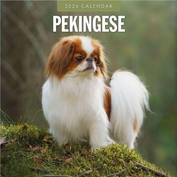 2026 Calendar Pekingese 16-Month Square Wall, Red Robin RR261140