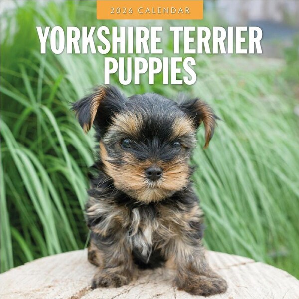 2026 Calendar Yorkshire Terrier Puppies 16-Month Square Wall, Red Robin RR261175