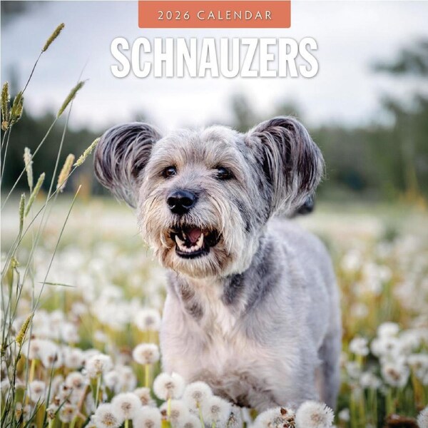 2026 Calendar Schnauzers 16-Month Square Wall, Red Robin RR261152