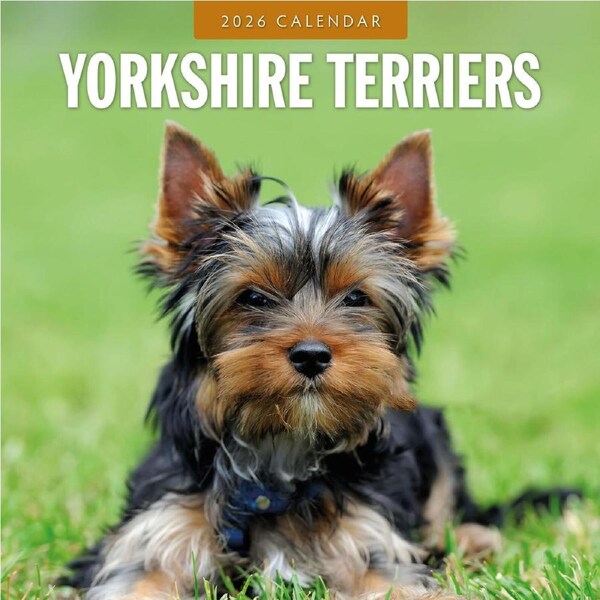 2026 Calendar Yorkshire Terriers 16-Month Square Wall, Red Robin RR261176