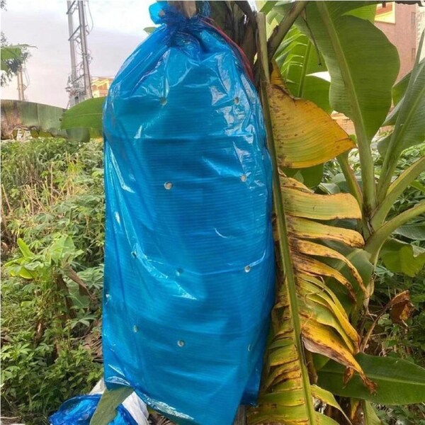 5x Banana Bunch Bag Protection Ripening Cover, Cover Plant Fruit Protection Ripening Anti-freezing Bag - Blue Film/Pearl Cotton with Hole