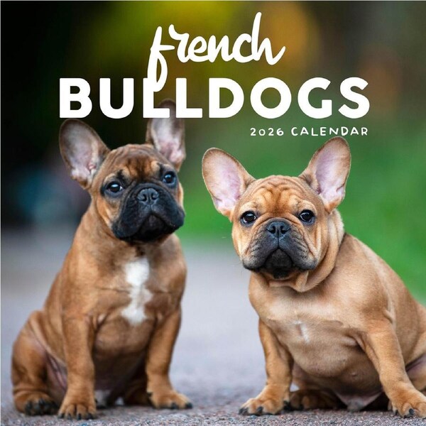 2026 Calendar French Bulldogs Square Wall Paper Pocket CAB52