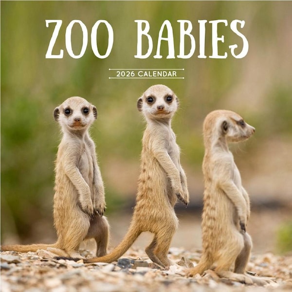 2026 Calendar Zoo Babies Square Wall Paper Pocket CAB34