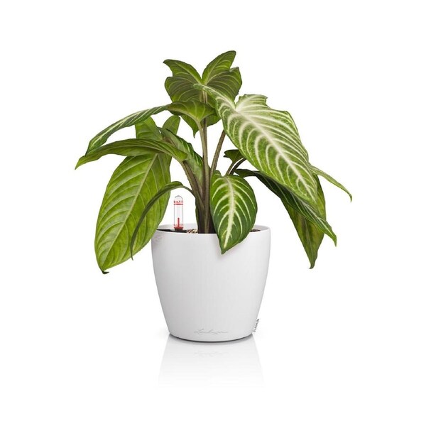 Lechuza Classico Color 14 - White