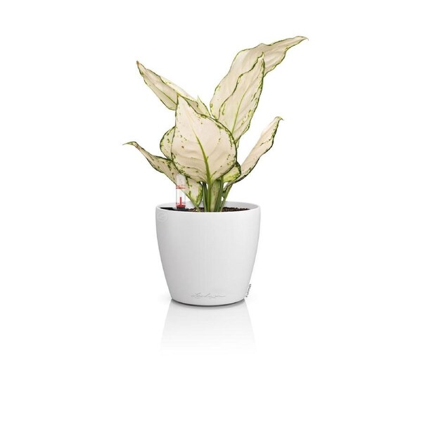 Lechuza Classico Color 12- White