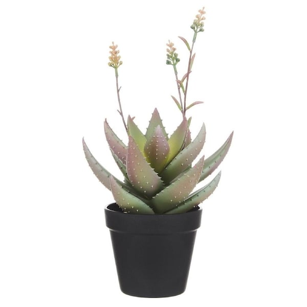 Rogue Flowering Aloe - 20x20x37cm Green