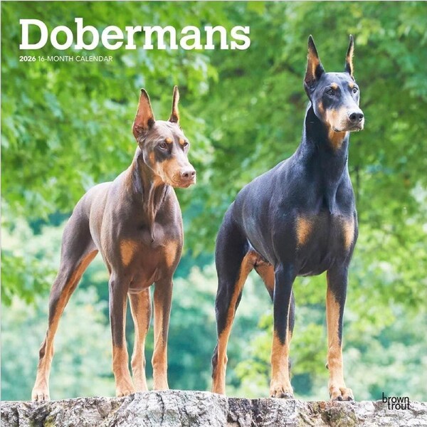2026 Calendar Dobermans 16-Month Square Wall, BrownTrout BT03159